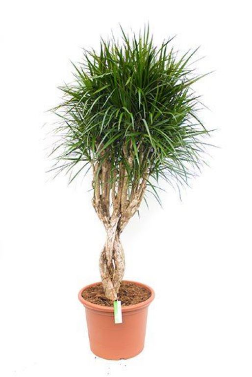 Dracaena Marginata