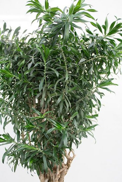 Dracaena reflexa