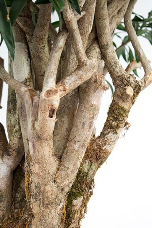 Dracaena reflexa