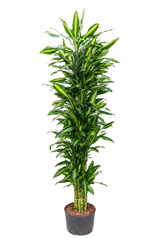 Dracaena cintho hydro