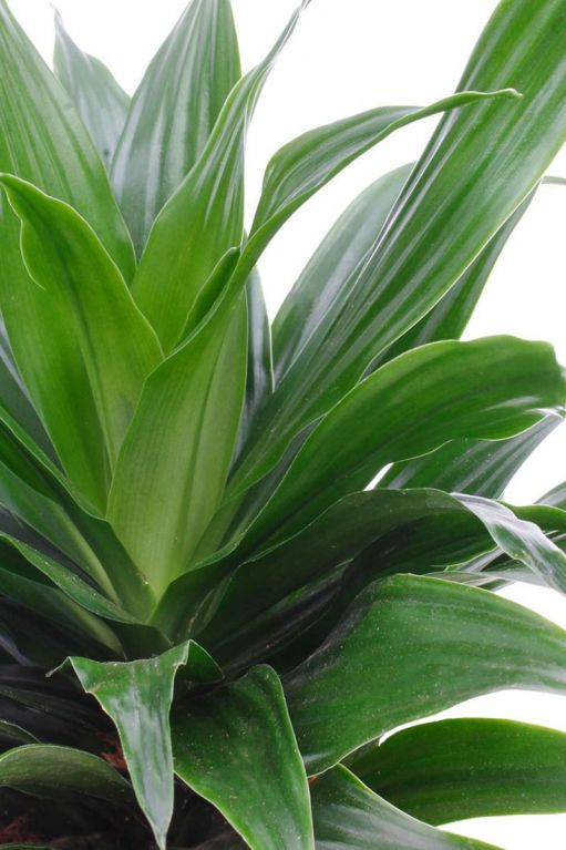 Dracaena compacta blad 3