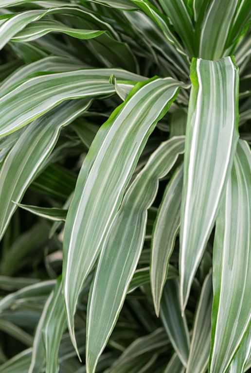 Dracaena deremensis kamerplant