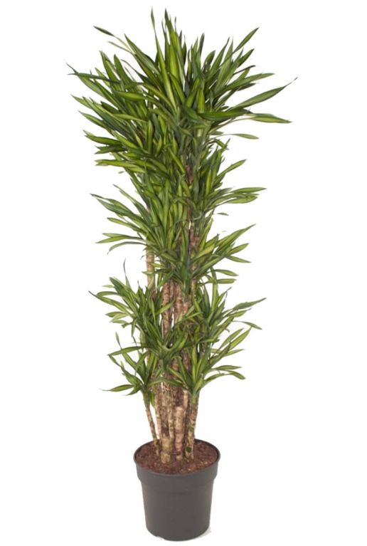 Dracaena kamerplant 3