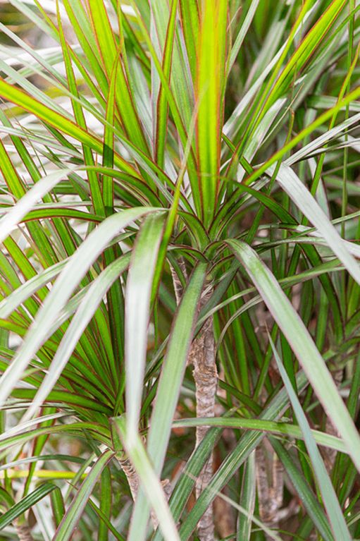 Dracaena marginata 2