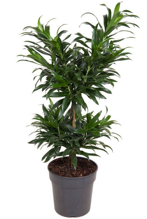 Dracaena reflexa 3