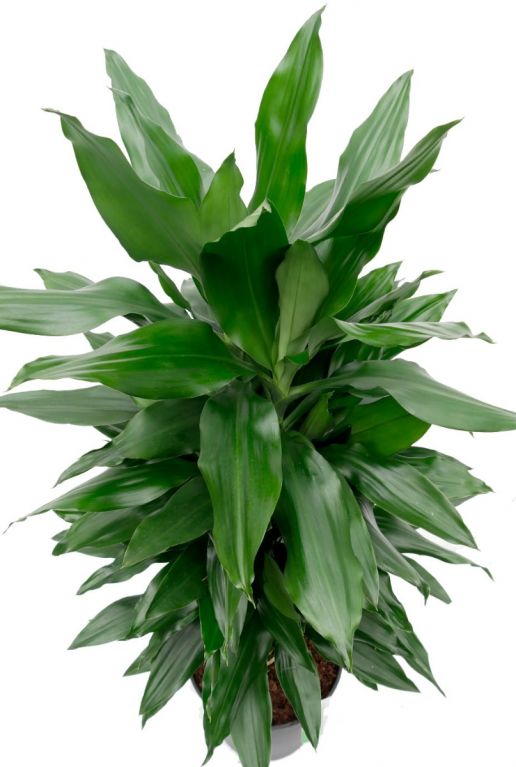 Dracaena voll