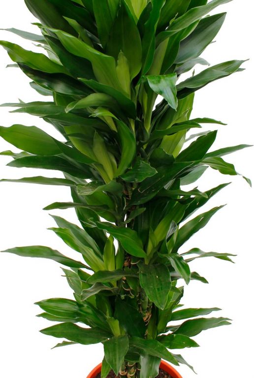 Dracaena Janet Lind