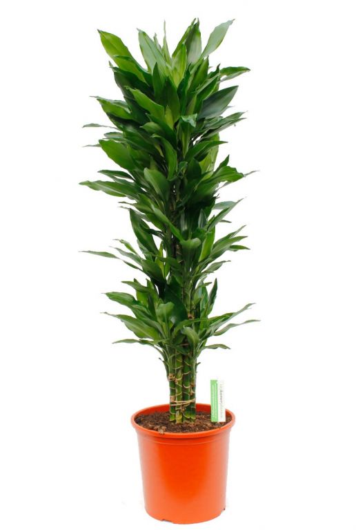 Dracaena Janet Lind