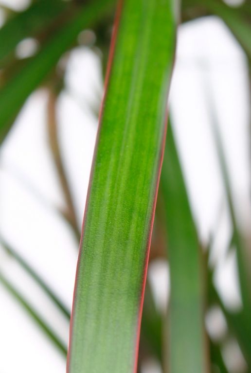 blatt grün und rot akzente