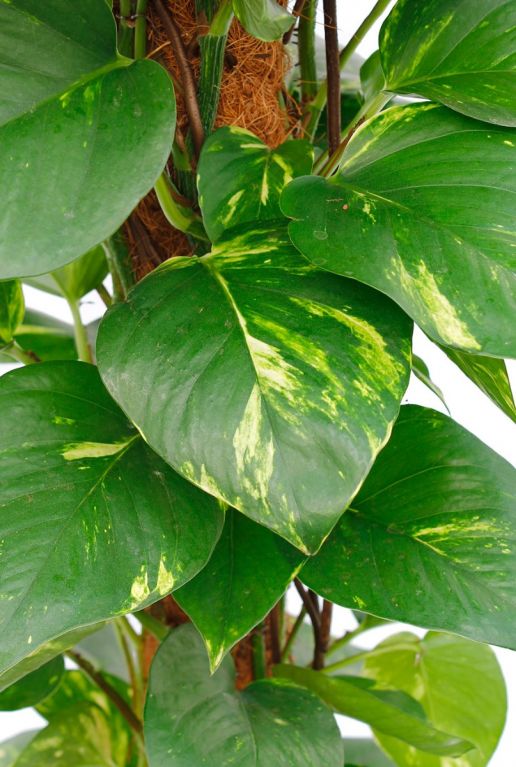 Fris groene bladeren met gele accenten scindapsus