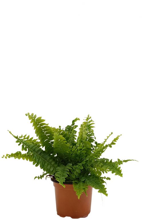 Fern