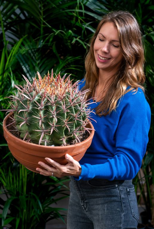 Ferocactus stenitia cactus