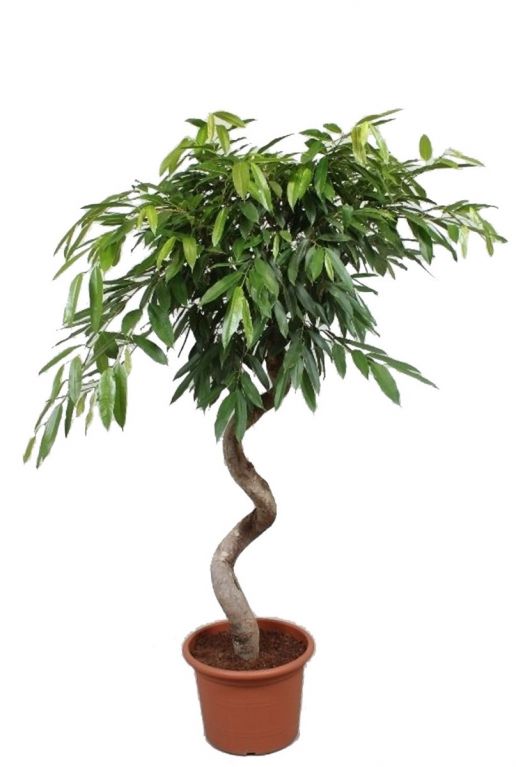 Ficus Amstel King