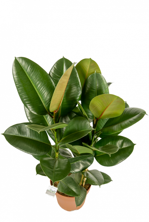 Ficus Robusta grosse blätter