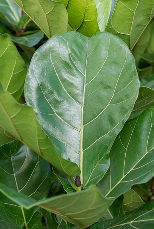 Ficus lyrata blad 2