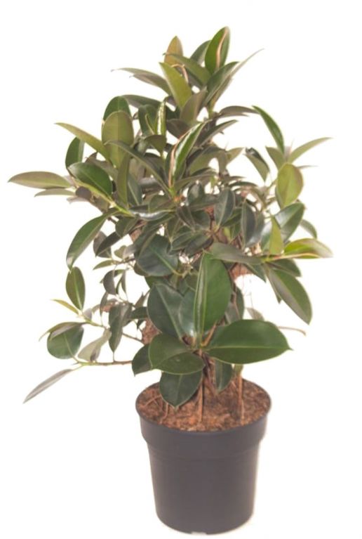 Ficus melany bonsai kamerplant