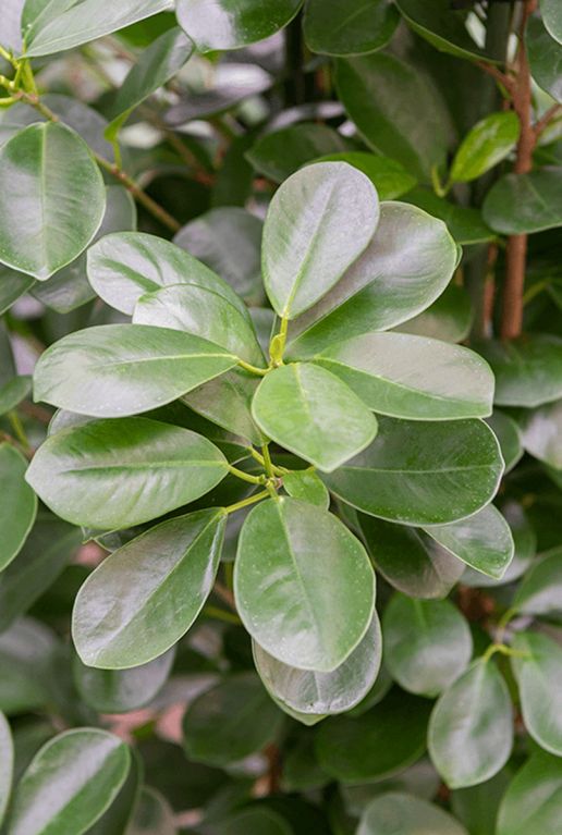 Ficus microcarpa moclame blad