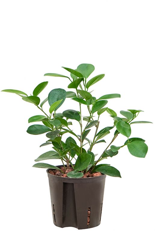 Ficus microcarpa moclame hydrocultuur