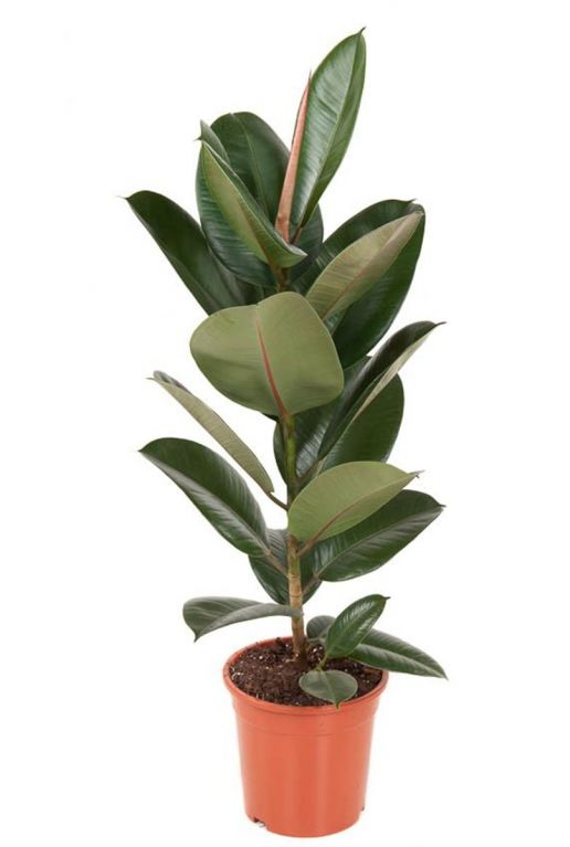 Ficus robusta elastica