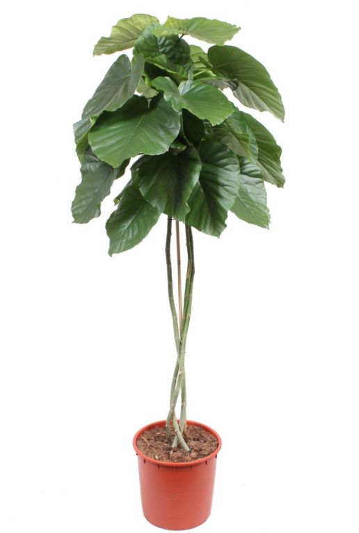 Ficus umbellata kamerplant