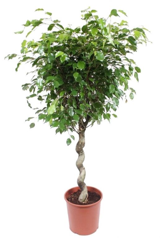 Ficus Exotica