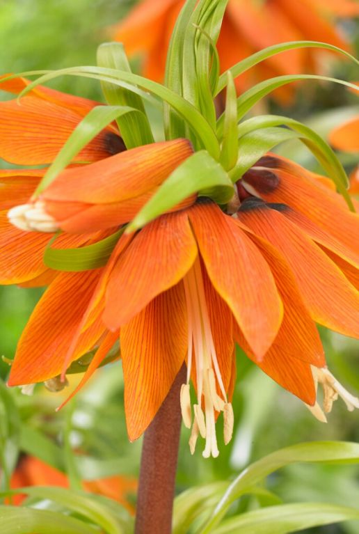 Fritillaria orange beauty sfeer 2