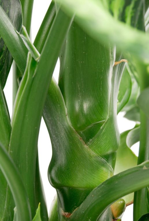 dieffenbachia stiele