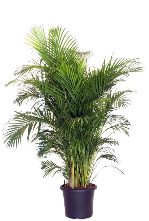 Grosse areca palme