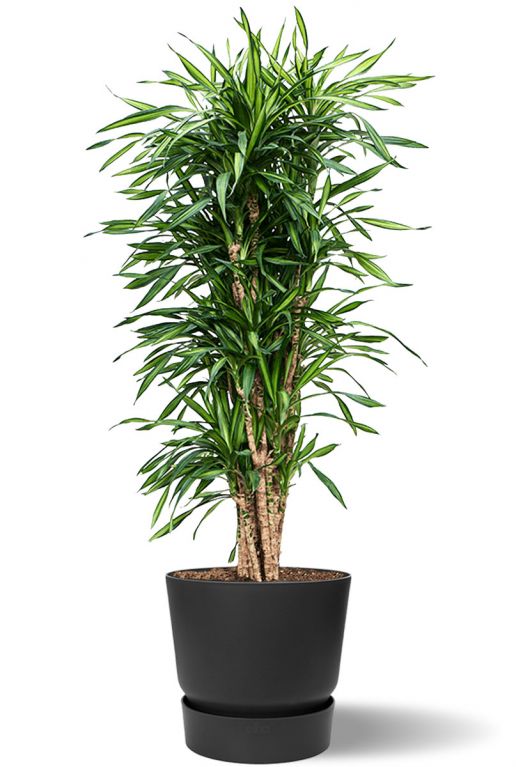 Grote dracaena riki in antraciet greenville