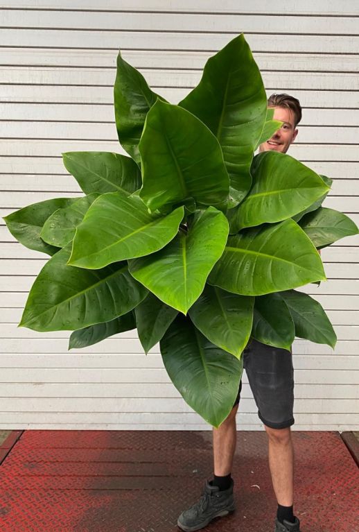 Grote philodendron imperial green