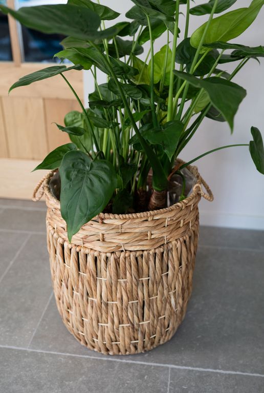 Hoge mand astrid planten 4