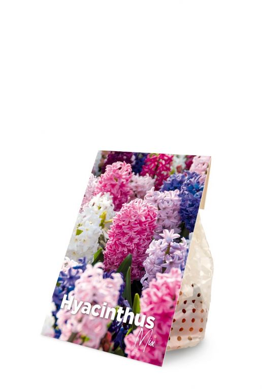 Hyacinthus mix voorkant