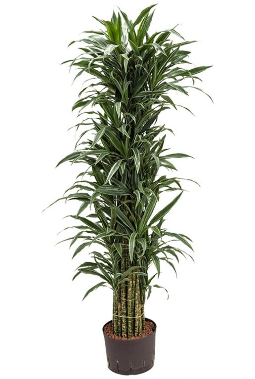 Hydrocultuur dracaeana kamerplant