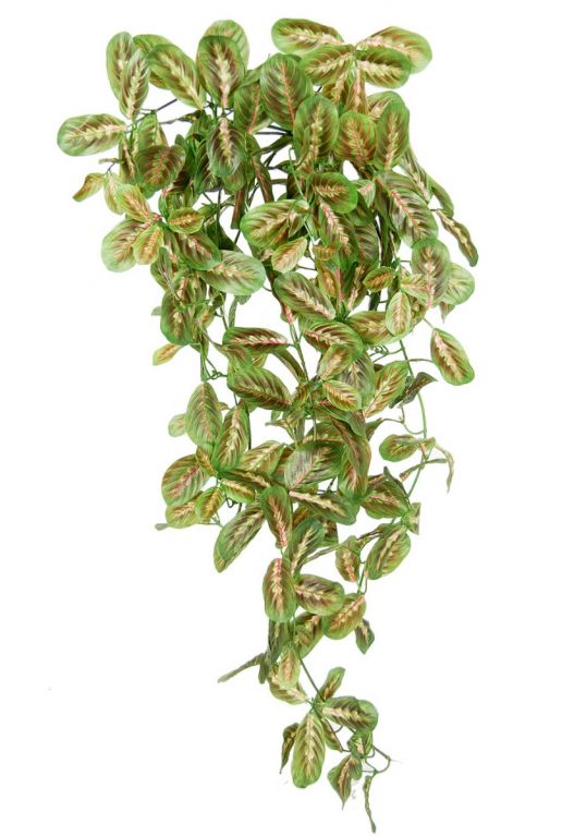 kaufen?- von 123zimmerpflanzen Kunstpflanzen Maranta 70cm