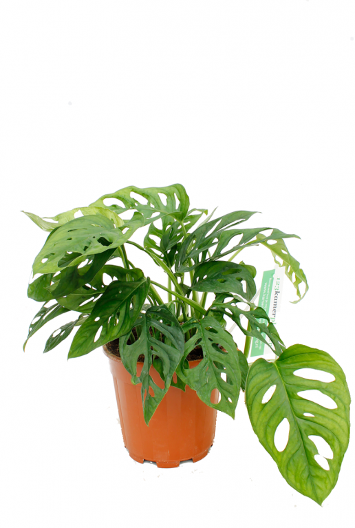 Monstera obliqua - Monkey Mask