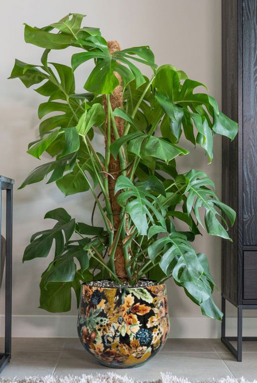 Monstera op mosstok in pot