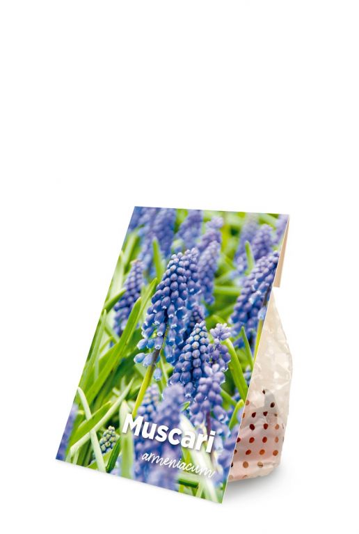 Muscari armeniacum voorkant