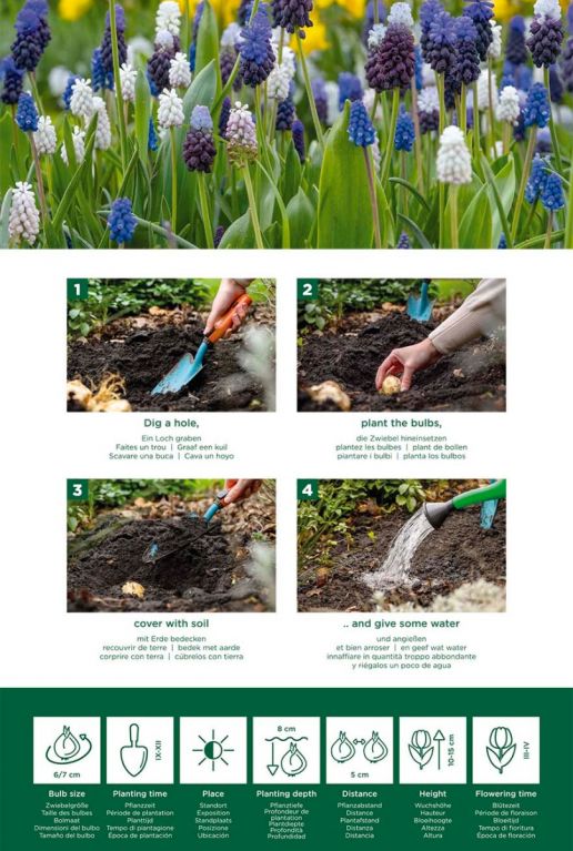 Muscari mix instructie