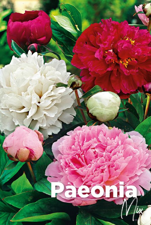 Paeonia mix blumenzwiebeln