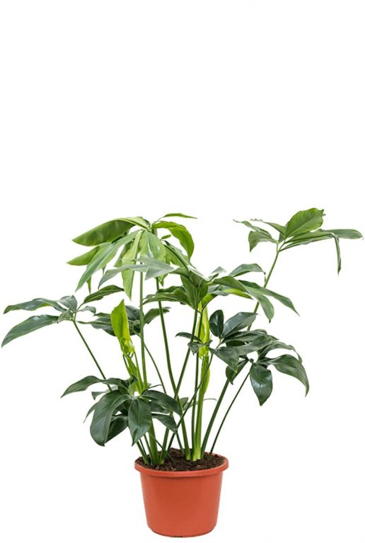 Philodendron green wonder kamerplant