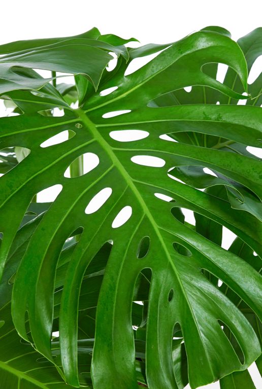 Philodendron monstera deliciosa blad 1