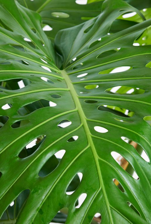 Philodendron monstera deliciosa groot blad 1