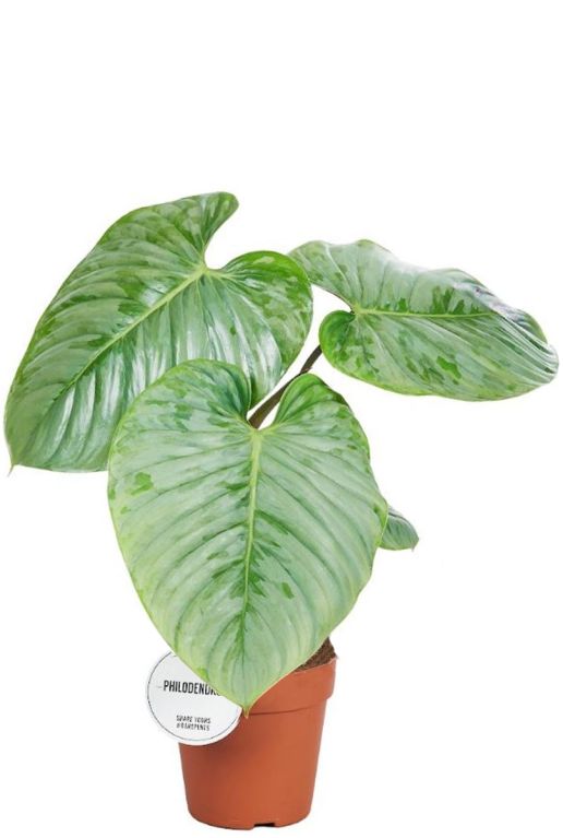 Philodendron sodiroi