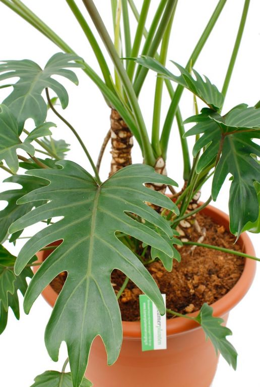 Philodendron Xantal