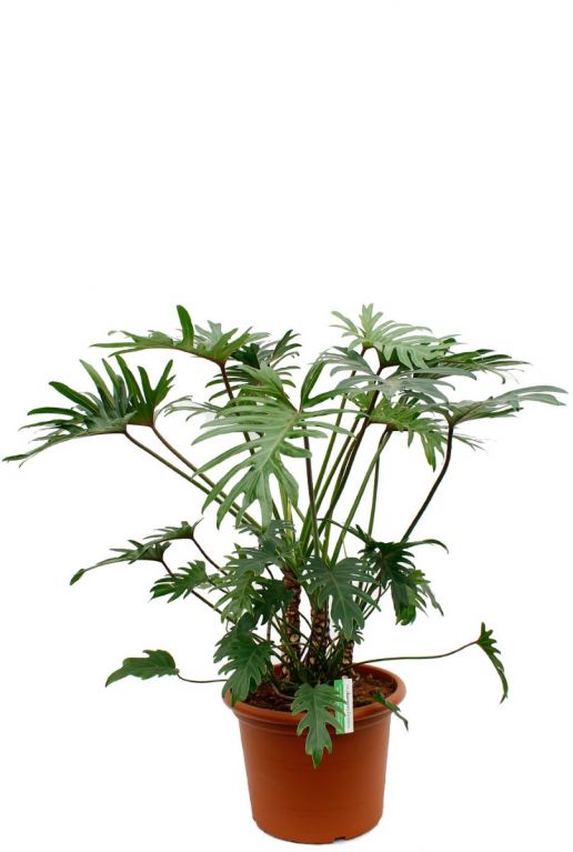 Philodendron Xantal