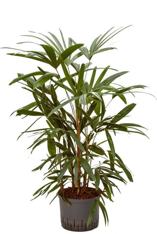 Rhapis palm hydrokultur