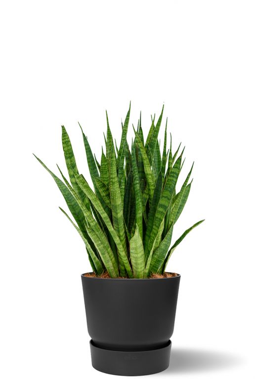 Sansevieria in antraciet greenville