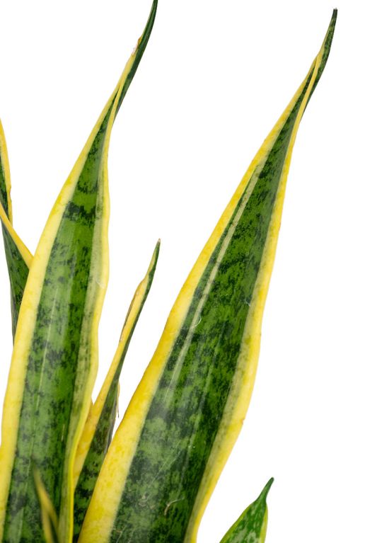 Sansevieria laurentii blatt 1