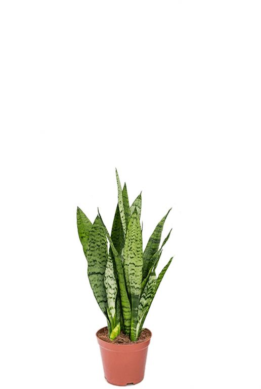 Sansevieria zeylanica 2