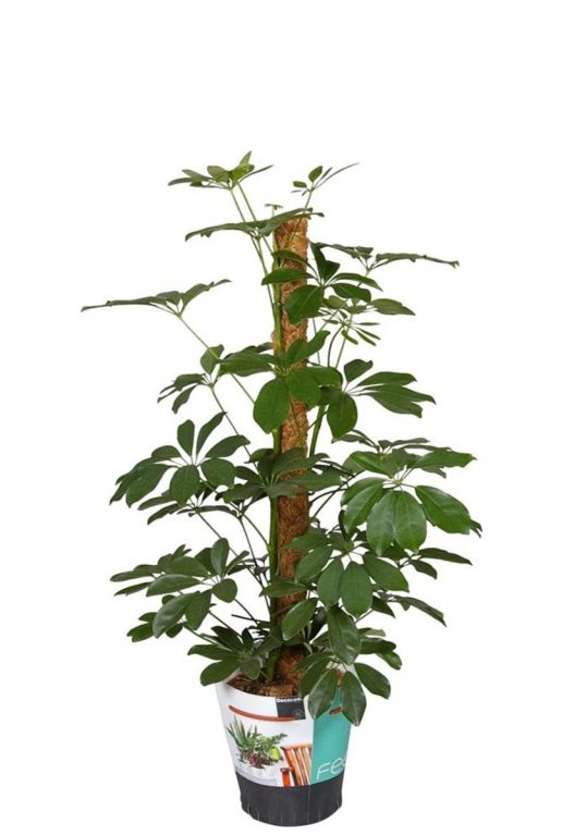 Schefflera Compacta